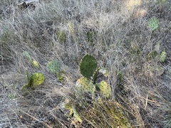 Opuntia gilvescens