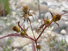 Bidens connata