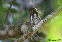Glaucidium griseiceps