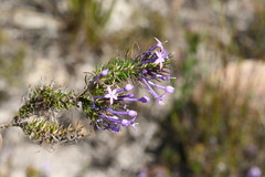 Merciera eckloniana