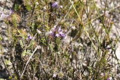 Merciera eckloniana
