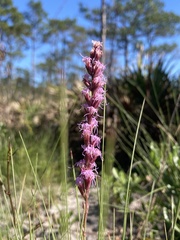 Liatris quadriflora
