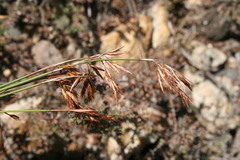 Thamnochortus stokoei
