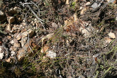 Thamnochortus stokoei