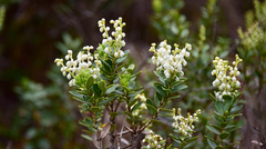 Gaultheria crassa