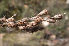 Thamnochortus guthrieae