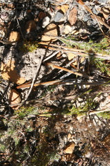 Thamnochortus guthrieae