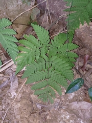 Tectaria devexa