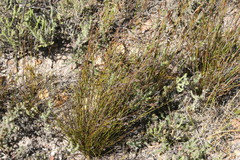 Thamnochortus guthrieae