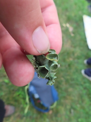 Parmotrema submarginale