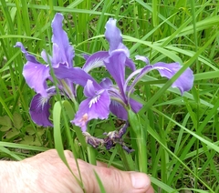Iris tenax