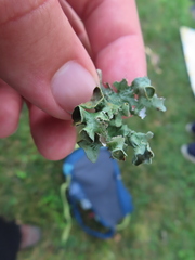 Parmotrema submarginale