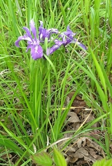 Iris tenax