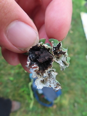 Parmotrema submarginale