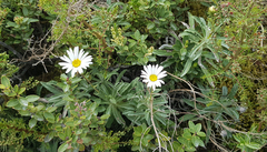 Celmisia angustifolia