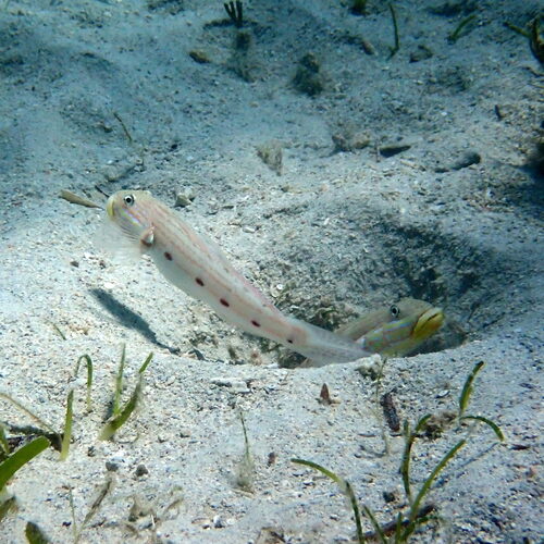 Longfinned sleeper goby (Valenciennea longipinnis) — Gobiidae — 5
