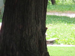 Melanerpes carolinus