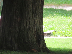 Melanerpes carolinus