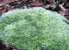 Selaginellales