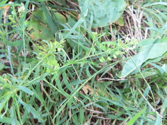Lepidium virginicum