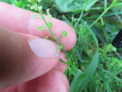 Lepidium virginicum