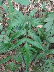 Tectaria subtriphylla