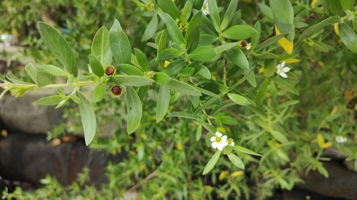Pemphis acidula observed 2022-12-30