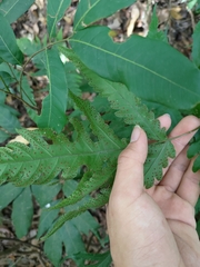 Tectaria subtriphylla