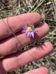 Symphyotrichum pratense