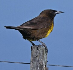 Pseudoleistes virescens