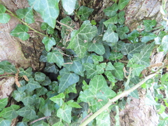 Hedera helix