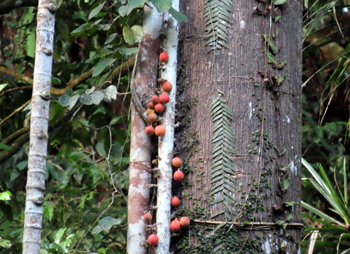 Ficus punctata (Ficus punctata)