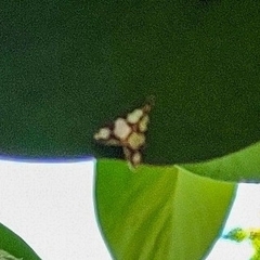 Lepidoptera