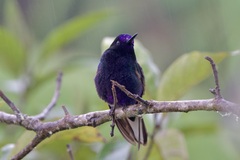 Boissonneaua jardini