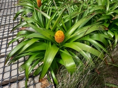 Bulbinella rossii