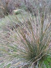 Juncus acutus leopoldii