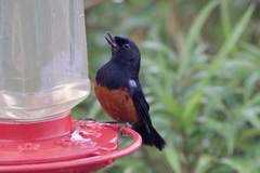 Diglossa gloriosissima