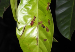 Attelabidae