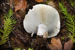 Russula brevipes acrior