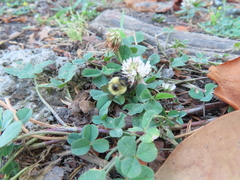 Bombus bimaculatus