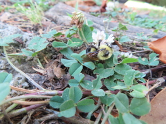 Bombus bimaculatus