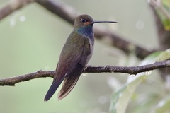 Urochroa bougueri
