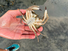 Metacarcinus anthonyi