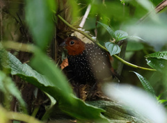 Acropternis orthonyx