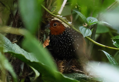 Acropternis orthonyx