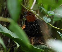 Acropternis orthonyx