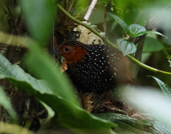 Acropternis orthonyx