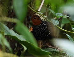 Acropternis orthonyx