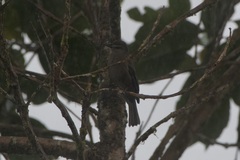 Myiotheretes fumigatus