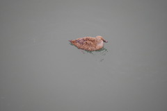 Somateria spectabilis